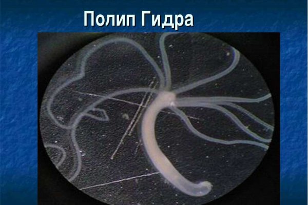 Что такое кракен маркет торкнет