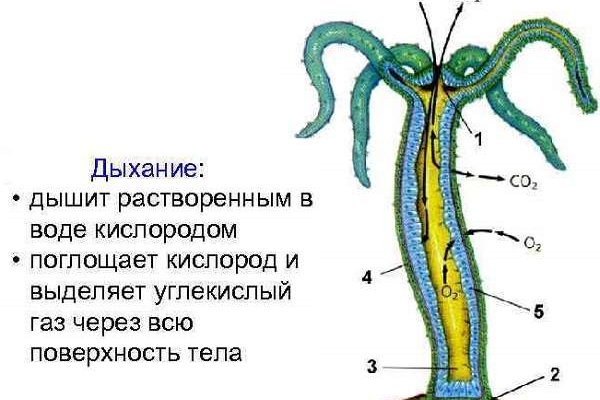 Сайты типа гидры
