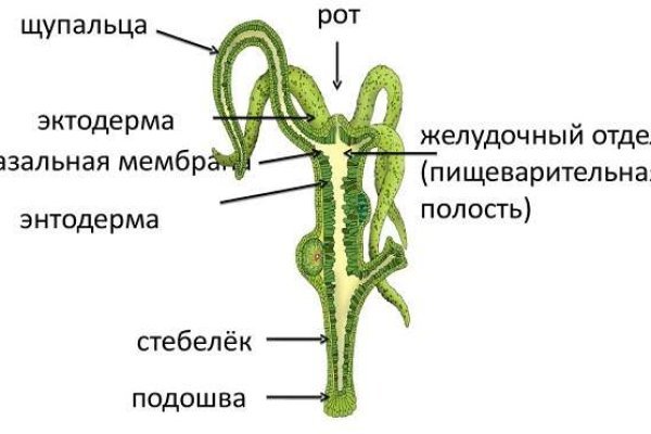 Рабочий кракен