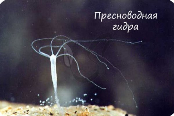 Ссылки на сайты в даркнете